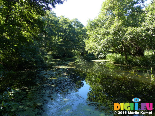 FZ032325 River through forest